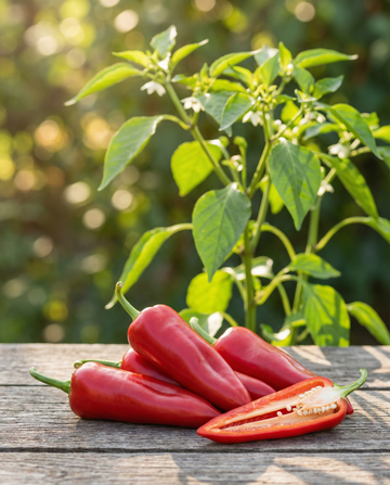 Sød italiensk peber Early (Capsicum annuum) – grøntsagsfrø fra SeedsChoice