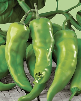 Friggitello Pepper frø Capsicum annuum tidlig sort
