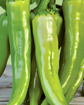 Peberfro Lombardo Capsicum annuum grøntsagssort