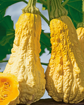 Rugosa Friulana squash frø Cucurbita moschata tidlig sort