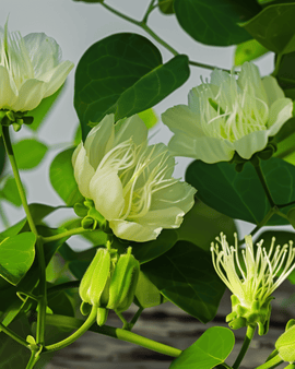 Kapersfro Capparis Spinosa Flerårig Urt