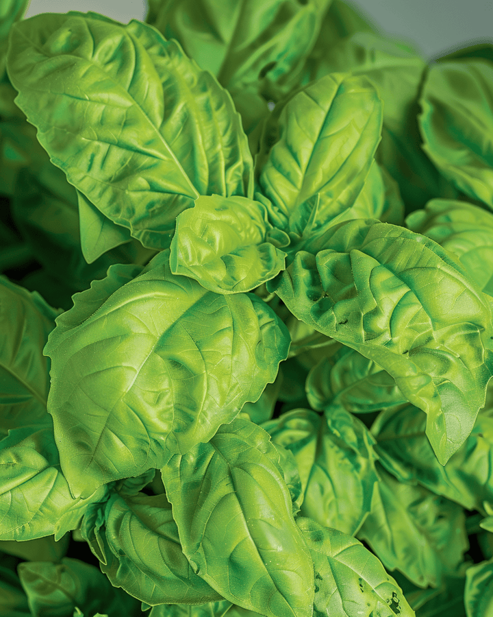 Basilikum A Foglie Di Lattuga frø (Ocimum basilicum) – etårig urt