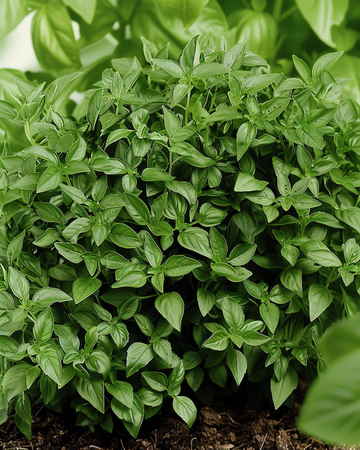 Frø til fin grøn buskbasilikum (Ocimum basilicum) – etårig