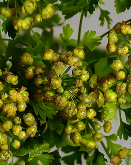 Korianderfrø Coriandrum sativum – etårig urt