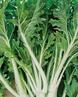 Mizuna frø Brassica Rapa bladgrøntsag