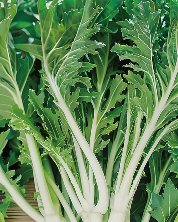 Mizuna Leafy frø (Brassica rapa) – grøntsag