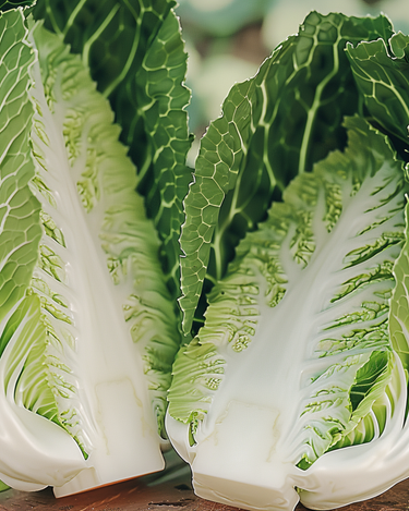 Kinakål Pe Tsai frø (Brassica rapa) – grøntsag