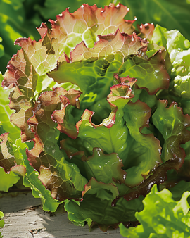 Salatsfrø Ubriacona Lactuca Sativa ettårig sort