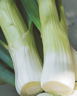 Leek Seeds Allium Porrum Winter Variety Tornado