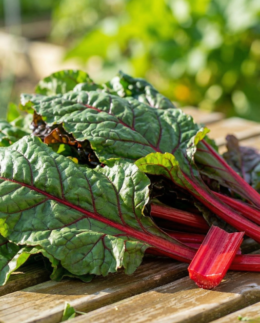 Rhubarb Chard Early Red Stems (Beta vulgaris) – grøntsagsfrø fra SeedsChoice