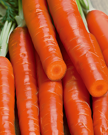 Gulerod Nantes 2 frø (Daucus carota) – etårig grøntsag