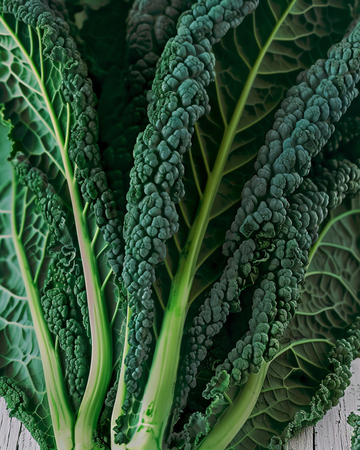 Grønkålsfrø Nero Di Toscana (Brassica oleracea) – etårig grøntsag