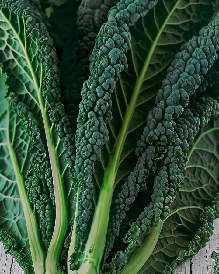 Grønkålsfrø Nero Di Toscana (Brassica oleracea) – etårig grøntsag