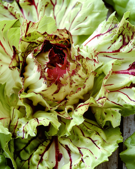 Castelfranco cikorie frø – Cichorium intybus Variegata, sen sort