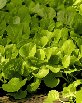 Bladcikorie frø Zuccherina Di Trieste Cichorium Intybus etårig