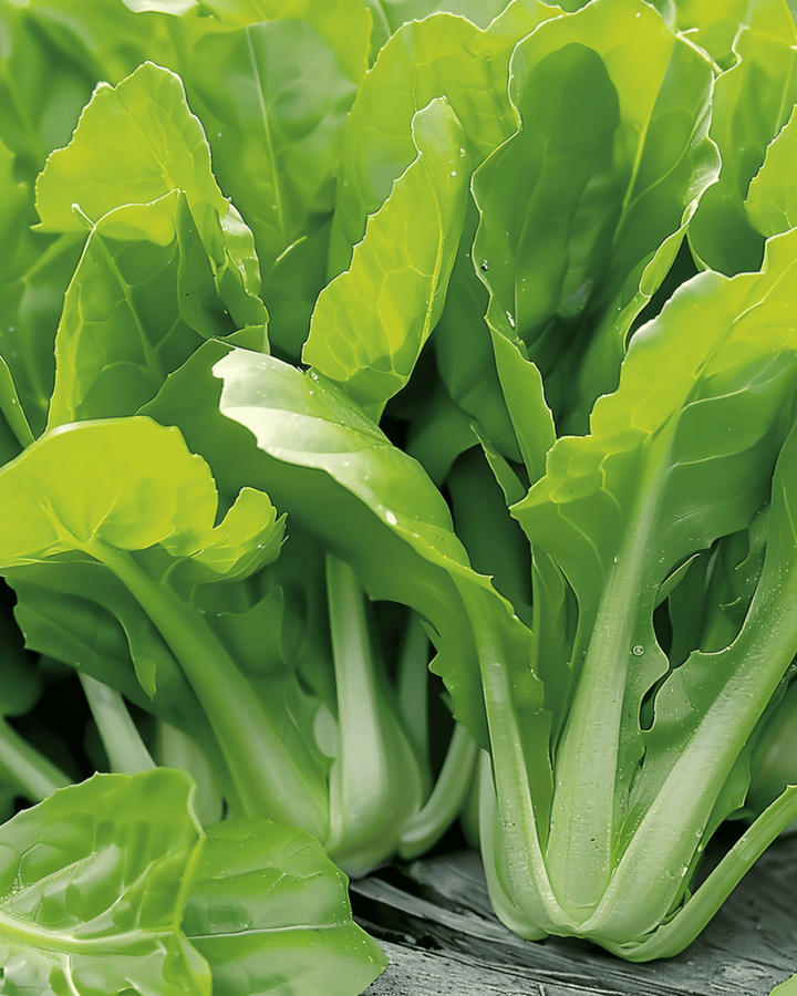 Cikorie Cut And Come Again frø (Cichorium intybus) – enårig grøntsag