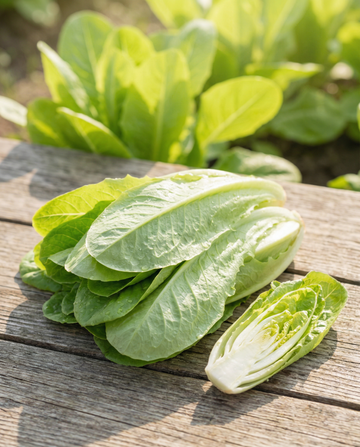 Cikorie Cut And Come Again (Cichorium intybus) – frø til enårig grøntsag fra SeedsChoice