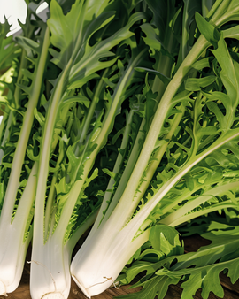 Leaf Chicory Seeds Cichorium Intybus Catalogna Pugliese Vegetable Variety