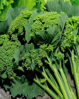Sprouting majroetop-frø Sessantina Brassica rapa etårig