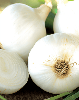 Løgfrø Tonda Musona Allium cepa Mid Early-sort