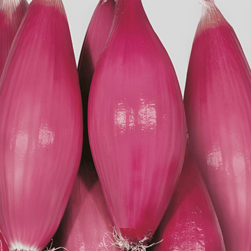 Løgfrø Tropea Rossa Lunga Medium Early (Allium cepa) – grøntsag