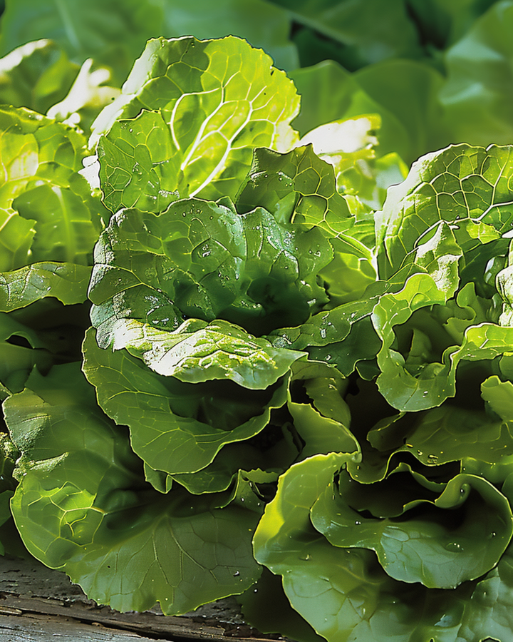 Little Gem Lettuce Compact Heads seeds (Lactuca sativa) – vegetable