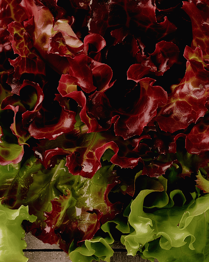 Pluksalatfrø Early Italian Cut (Lactuca sativa) – grøntsag