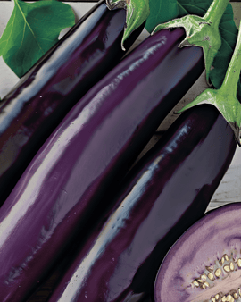 Eggplant Violetta Lunga Seeds Solanum Melongena Medium Early Variety