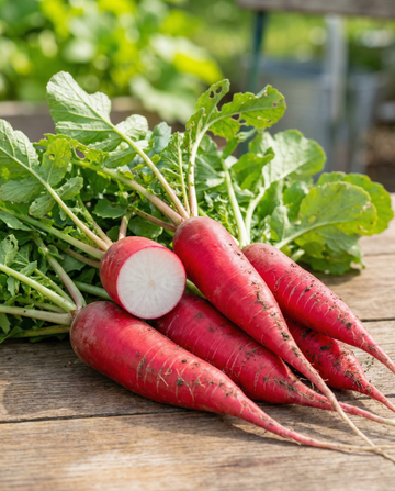 Radise Candela Di Fuoco (Raphanus sativus) – grøntsagsfrø fra SeedsChoice