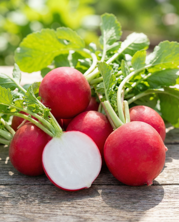Radise Burro Gigante Early Red Round Root (Raphanus sativus) – grøntsagsfrø fra SeedsChoice