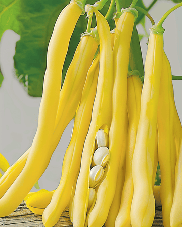 Dwarf French Bean Berggold Early seeds (Phaseolus vulgaris) – vegetable