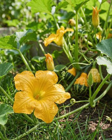 Prydgræskar Autumn Decor (Cucurbita pepo) – ettårige blandingsfrø fra SeedsChoice