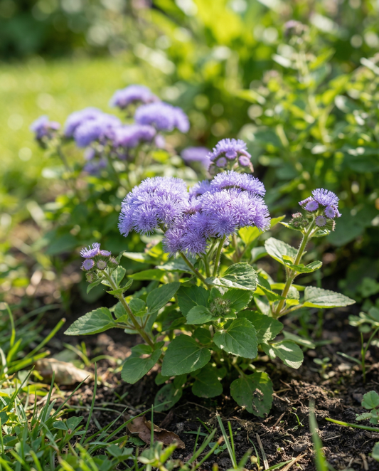 Floss Blue Mink (Ageratum houstonianum) – annual flower seeds from SeedsChoice