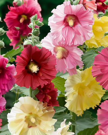 Stokrose Summer Carnival frø (Alcea rosea) – etårig