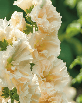 Hollyhock Seeds Majorette Champagne Alcea Rosea Annual