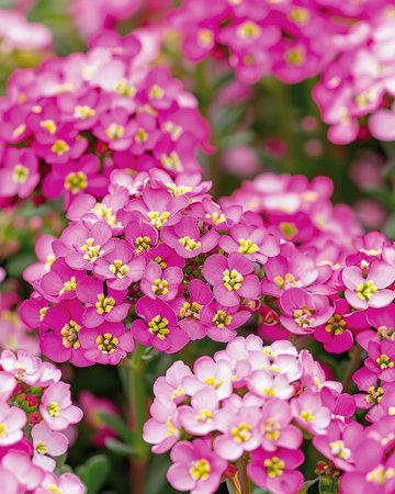 Alyssum Rosie ODay frø (Lobularia maritima) – etårig