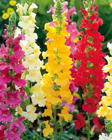 Løvemund Tall Mixed frø (Antirrhinum majus) – enårig blomst