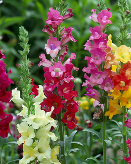 Løvemund frø Antirrhinum majus tetraploid blandet etårig