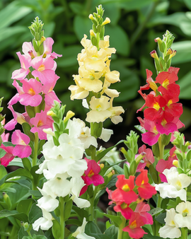 Snapdragon Tom Thumb Dwarf Mixed Seeds Antirrhinum Majus Annual
