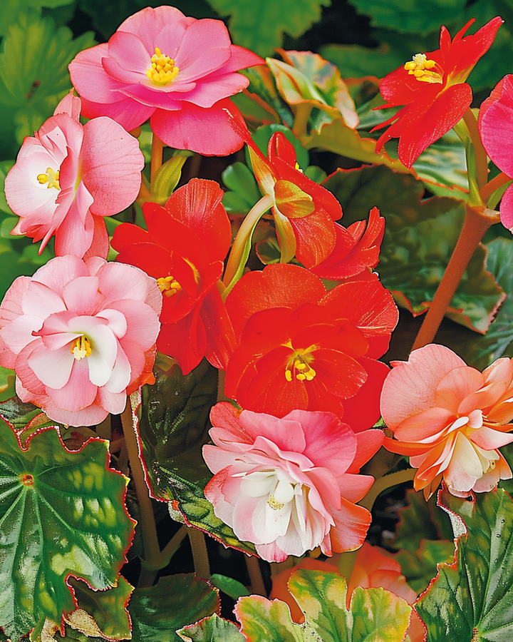 Blandingsfrø (Begonia semperflorens) – etårig blanding