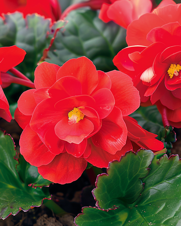 Red Comet frø (Begonia semperflorens) – enårig plante