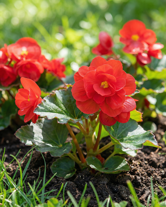 Red Comet (Begonia semperflorens) – frø til enårig plante fra SeedsChoice