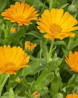 Marigold Seeds Calendula Arvensis Annual