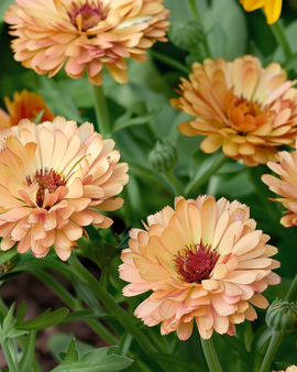 Morgenfruefrø Touch Of Red Buff Calendula Officinalis ettårig