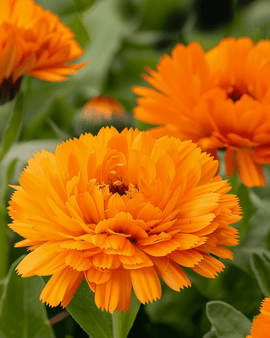 Pot Marigold Seeds Orange King Calendula Officinalis Annual