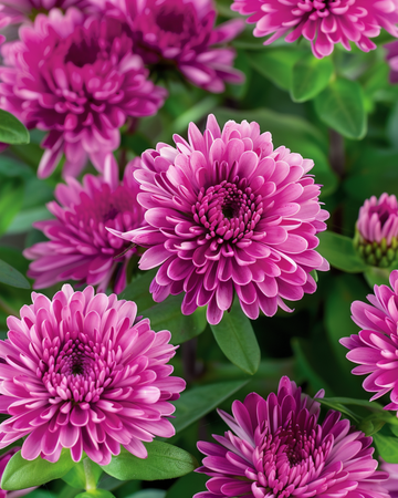Sommeraster Bambina Carmine frø (Callistephus chinensis) – enårig blomst