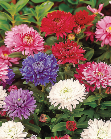 Aster Dwarf Waldersee frø (Callistephus chinensis) – etårig