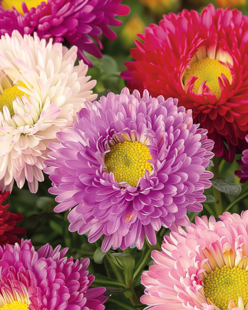 Aster Powderpuffs Mixed frø (Callistephus chinensis) – etårig blanding