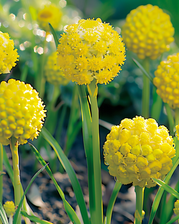 Ananasmøllefrø (Cephalophora aromatica) – etårig blomst