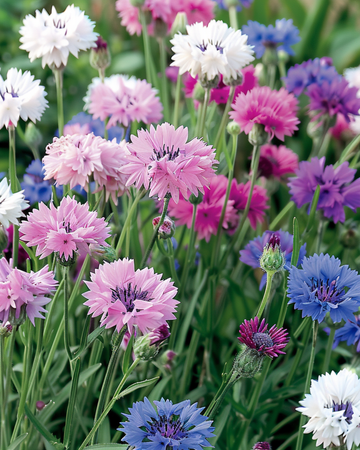Kornblomstfrø Mixed (Centaurea cyanus) – etårig blomst